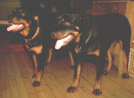 Rott-2.JPG (19194 bytes)