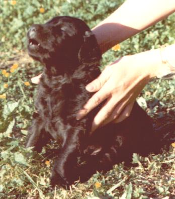 Toby-1.JPG (28059 bytes)